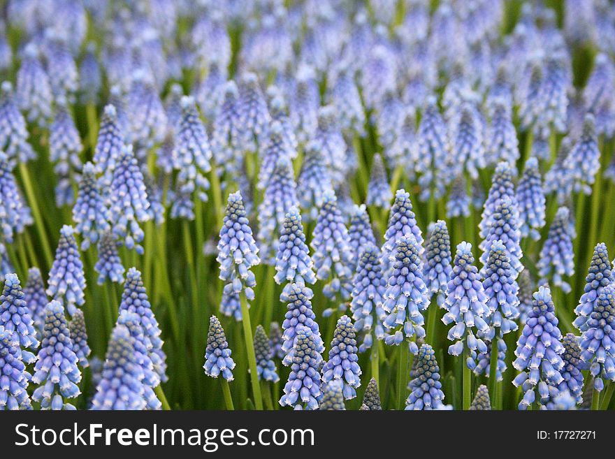 Blue hyacinth with more blurred hyacinths in the background