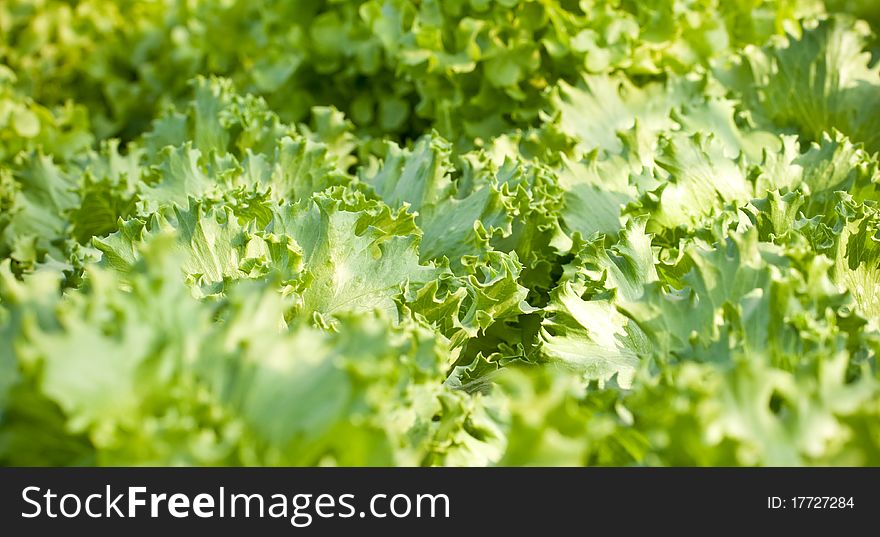 Hydroponics Vegetable