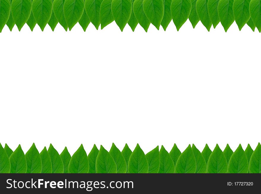 Green leaves frame with white background with copy space