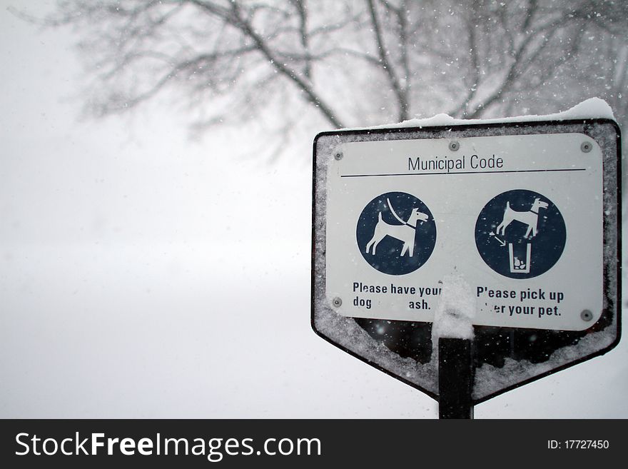 Dog Park in a snow storm