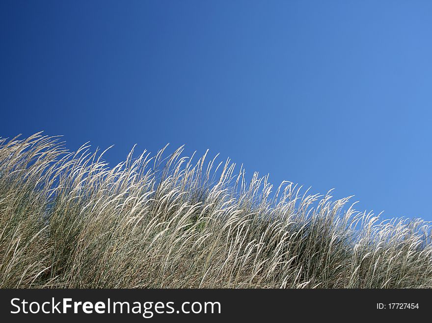 Grass swaying in the wind with blue sky. Grass swaying in the wind with blue sky
