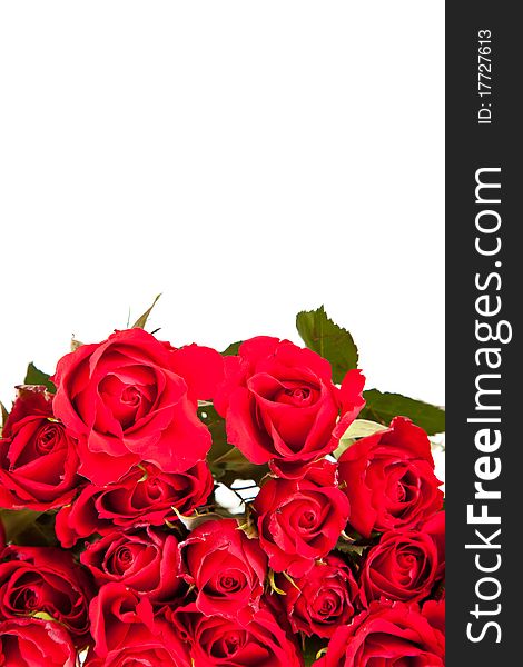 Red roses on white isolated background valentine's day