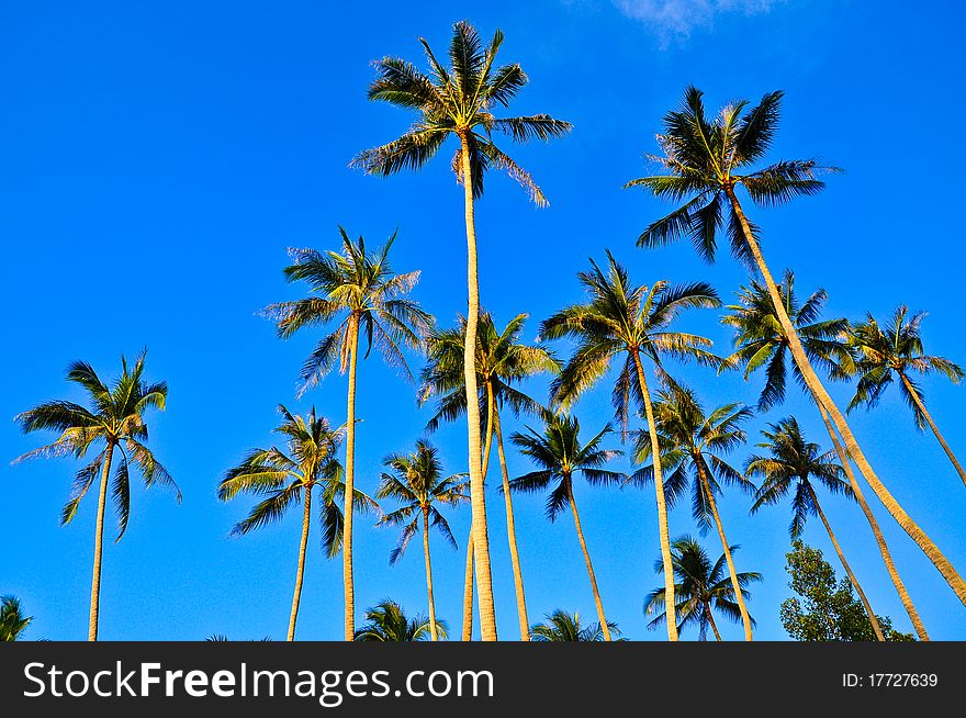 Coconut Trees , Samui , Thailand