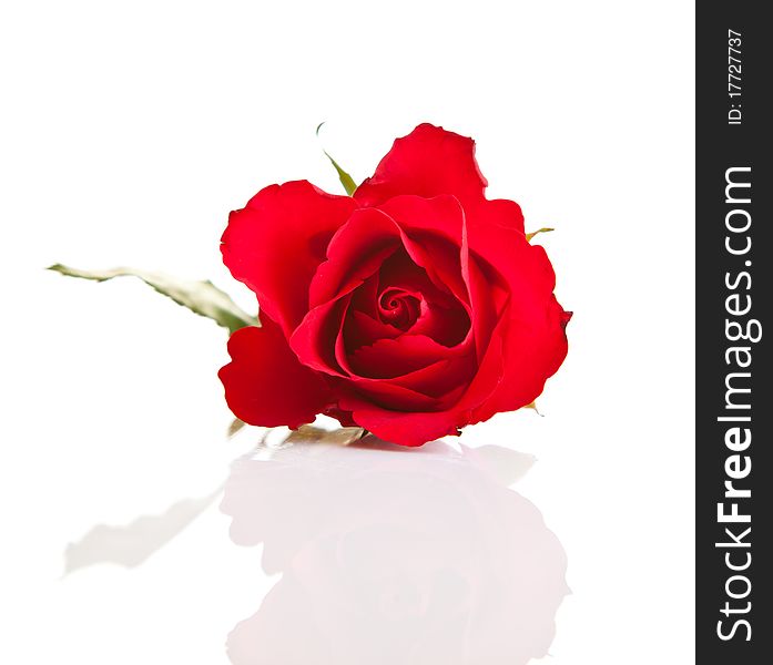 Valentine's day red roses isolated on white