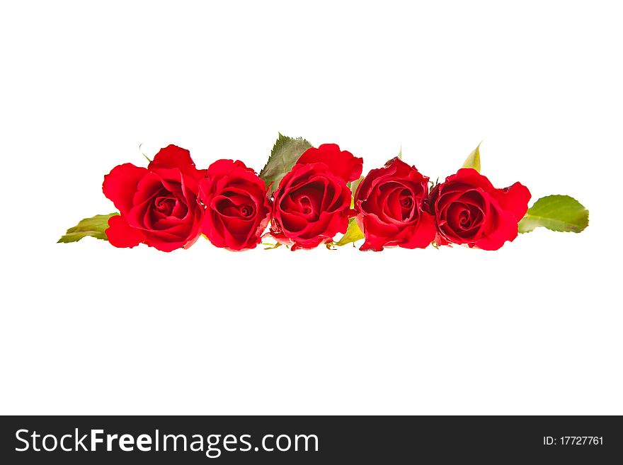 Valentine's day red roses isolated on white