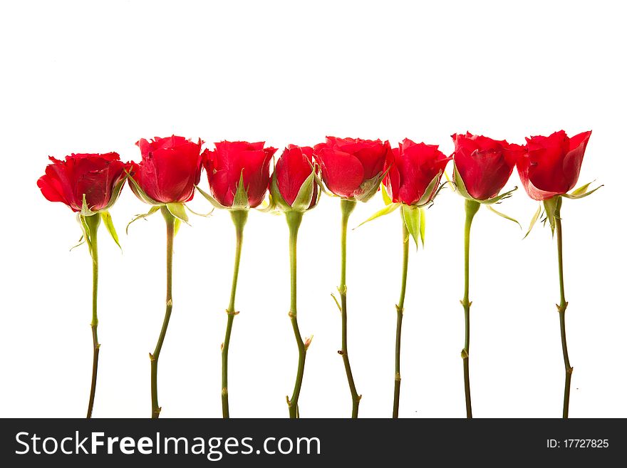 Valentine's day red roses isolated on white