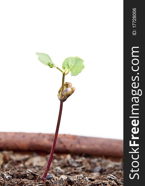 Small tree as white isolate background