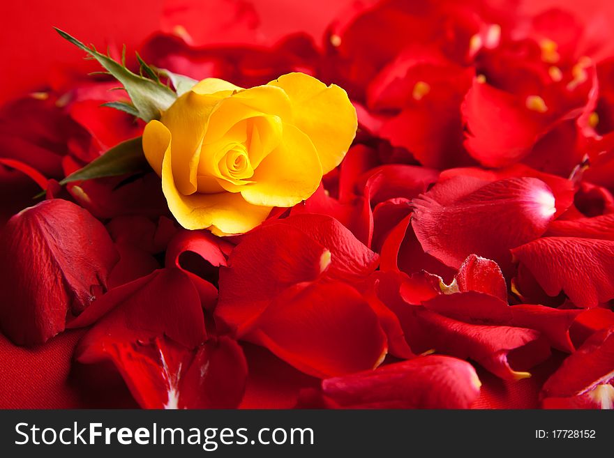 Red roses petals closeup Valentine's Day love and romance concepts. Red roses petals closeup Valentine's Day love and romance concepts