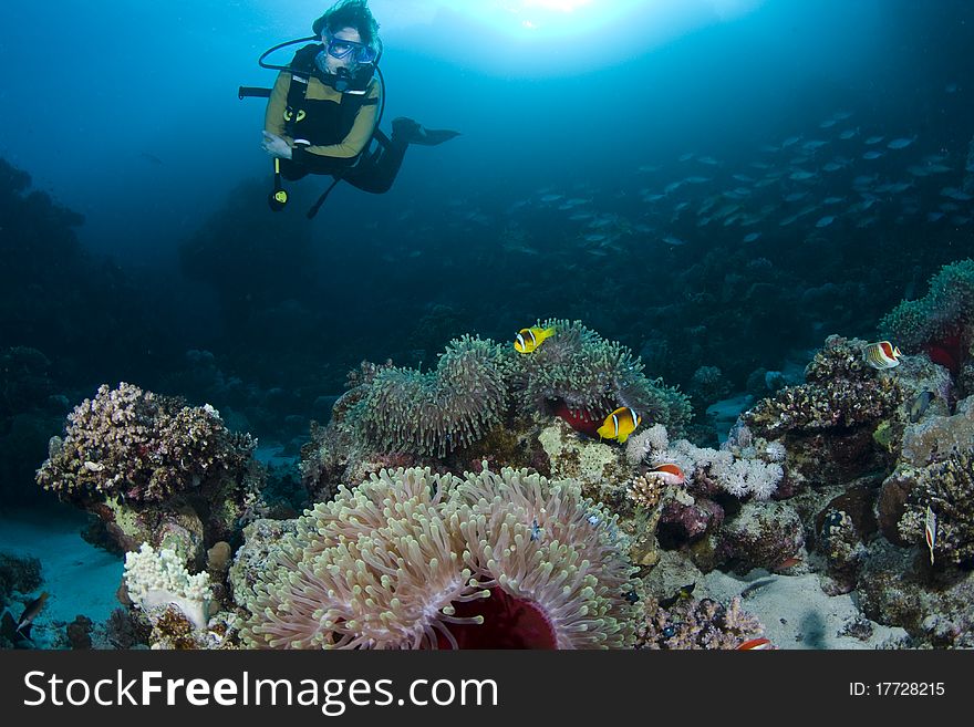 Diver Over Anemones And Clownfish