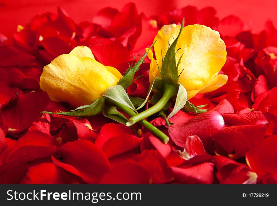 Red roses petals closeup Valentine's Day love and romance concepts. Red roses petals closeup Valentine's Day love and romance concepts