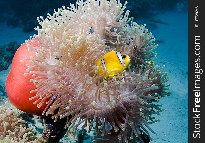 Anemone with a clownfish on a coral reef in the Red Sea, Egypt