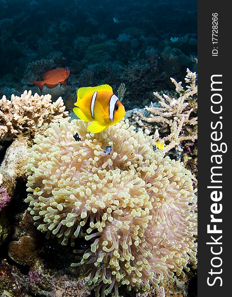 Anemone with a clownfish on a coral reef in the Red Sea, Egypt