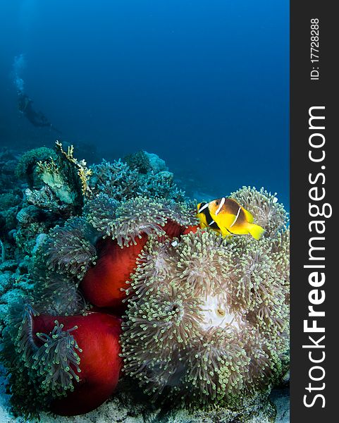 Anemone with a clownfish on a coral reef in the Red Sea, Egypt. Anemone with a clownfish on a coral reef in the Red Sea, Egypt