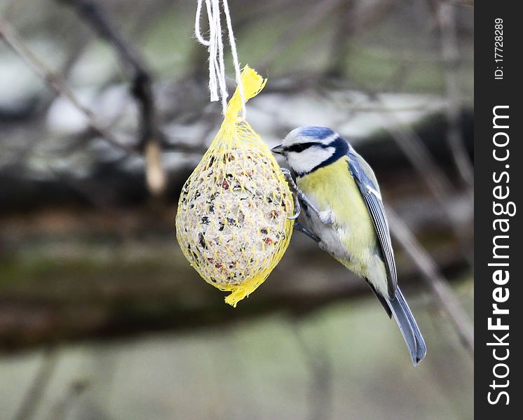 Parus caeruleus tit eat seed tallow