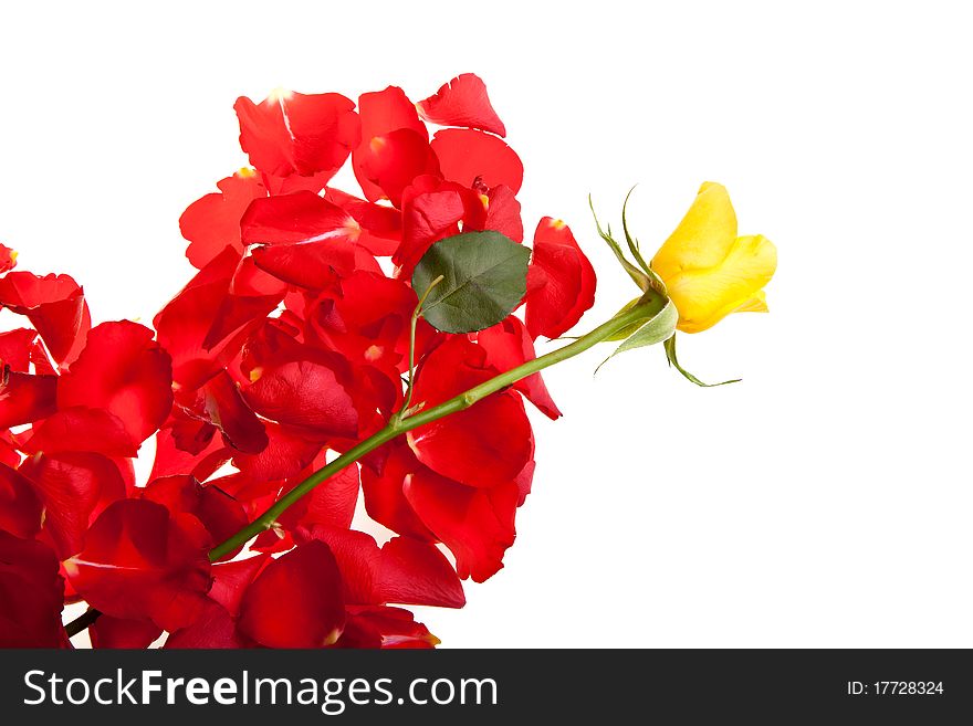 Red roses petals closeup Valentine's Day love and romance concepts. Red roses petals closeup Valentine's Day love and romance concepts