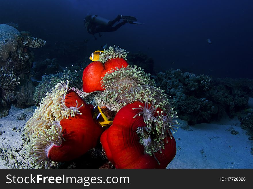 Clownfish on an anemone with a diver in the background, in the Red Sea, Egypt. Clownfish on an anemone with a diver in the background, in the Red Sea, Egypt