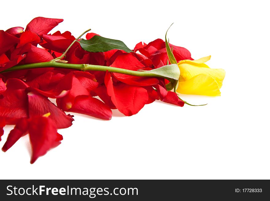 Red roses petals closeup Valentine's Day love and romance concepts. Red roses petals closeup Valentine's Day love and romance concepts