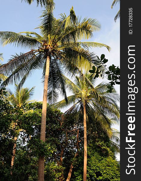 Coconut tree with golden nuts opposite blue sky. Coconut tree with golden nuts opposite blue sky