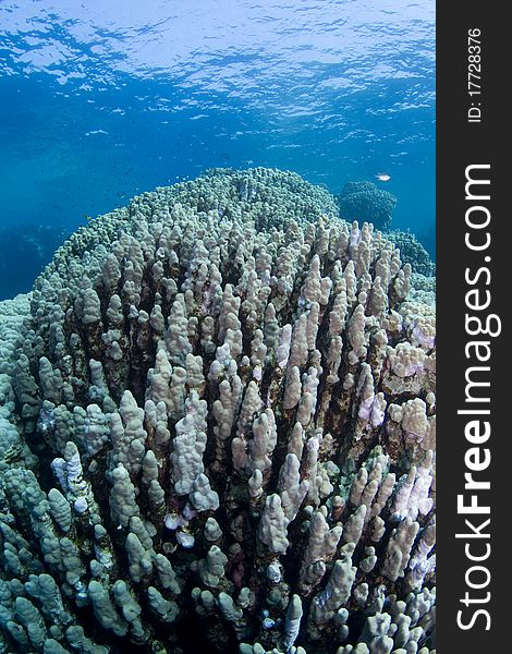 Huge corals on a reef in the Southern Red Sea, Egypt. Huge corals on a reef in the Southern Red Sea, Egypt