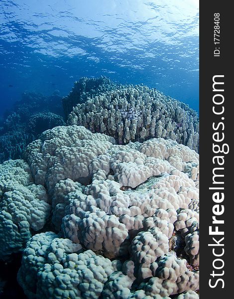 Huge corals on a reef in the Southern Red Sea, Egypt. Huge corals on a reef in the Southern Red Sea, Egypt