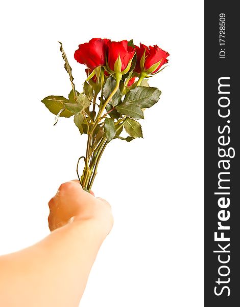 Male hand giving roses on white isolated background. Male hand giving roses on white isolated background