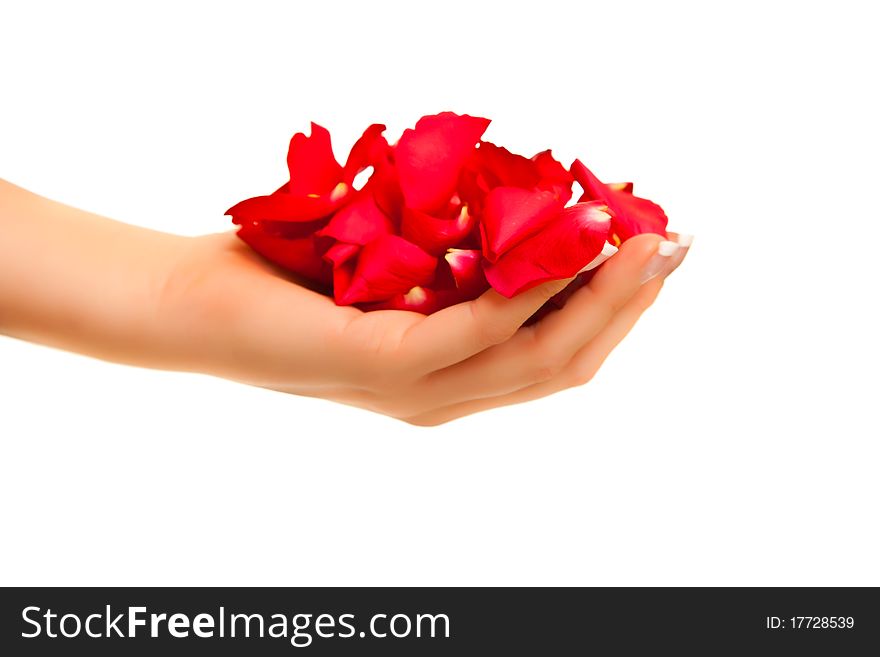 Red rose petals in woman's hand isolated