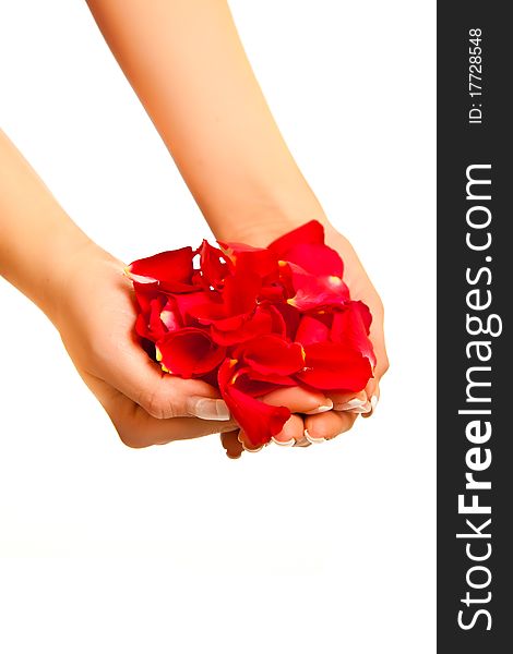 Red rose petals in woman s hand isolated