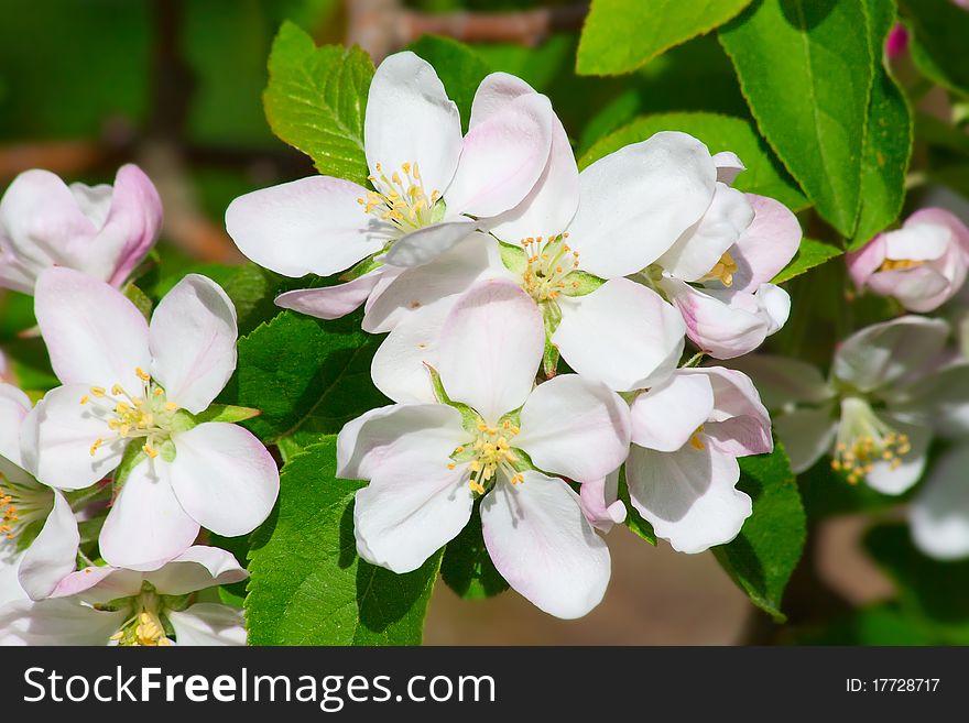 Blossoming apple garden in spring