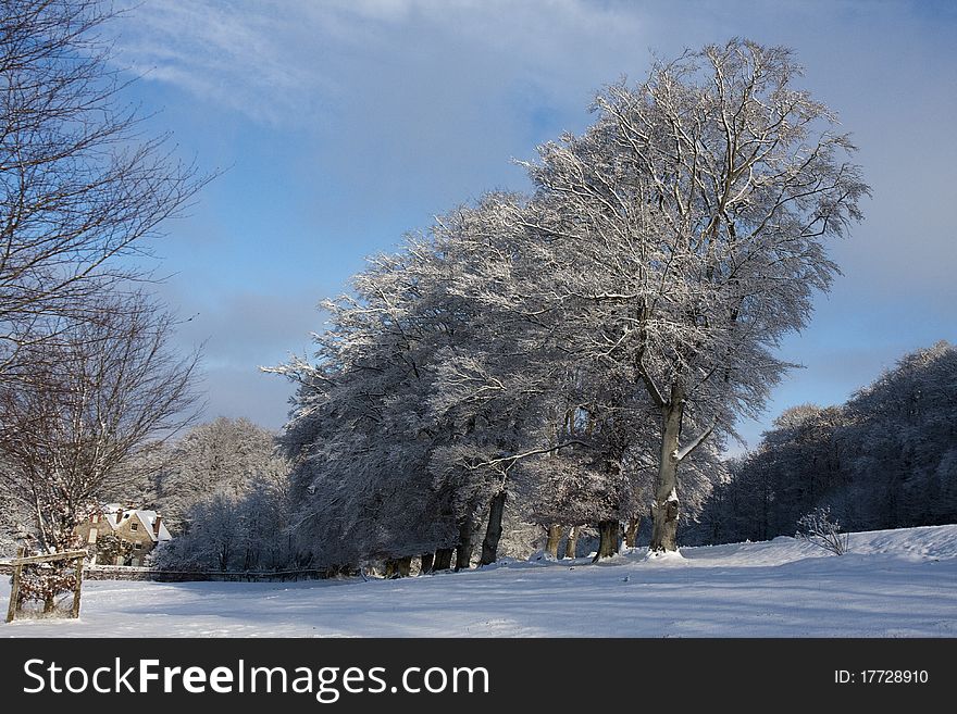 Beech trees outlined in December snow in Wiltshire, England. Beech trees outlined in December snow in Wiltshire, England