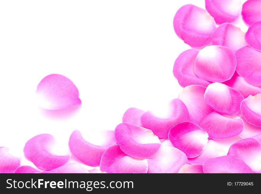 Pink rose petals isolated on white
