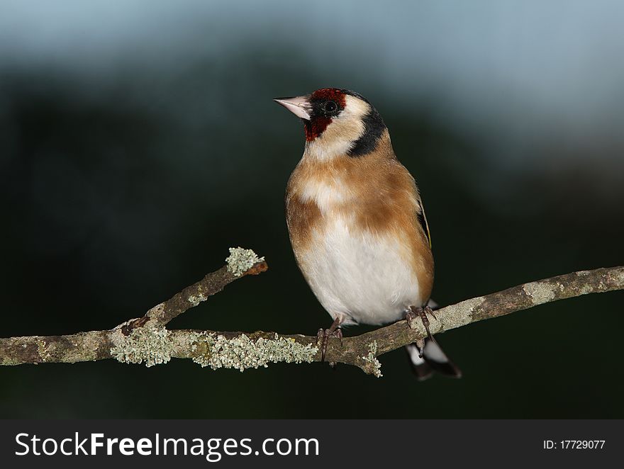 Portrait of a male Goldfinch