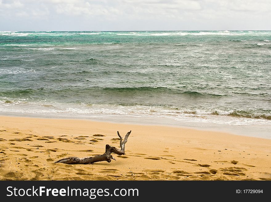 A piece of isolated driftwood on a tropical beach with ocean and waves in background. A piece of isolated driftwood on a tropical beach with ocean and waves in background.