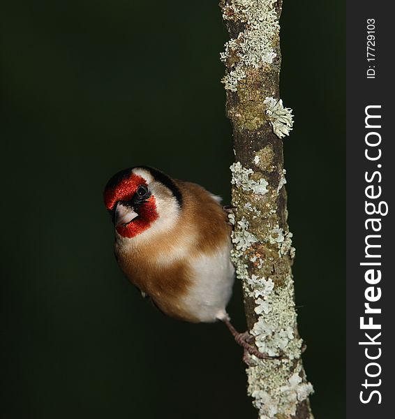 Portrait of a male Goldfinch