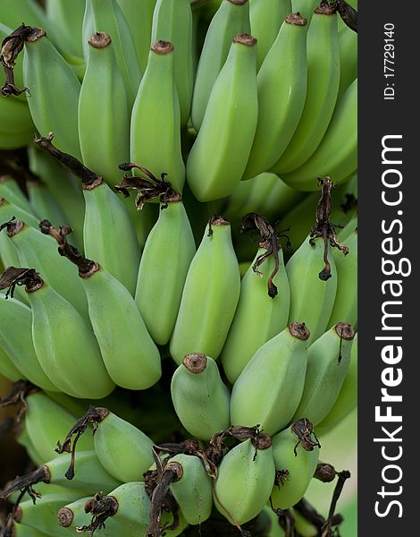 Close up of Green bananas in plant
