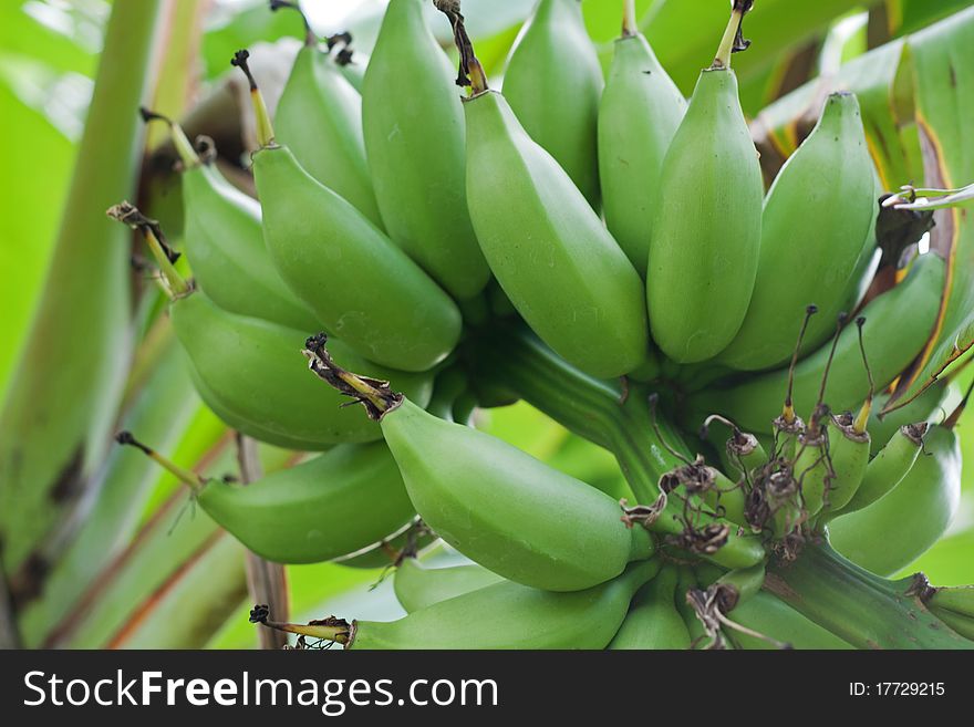 Close up of Green bananas in plant