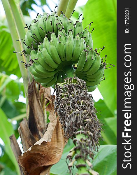 Close up of Green bananas in plant