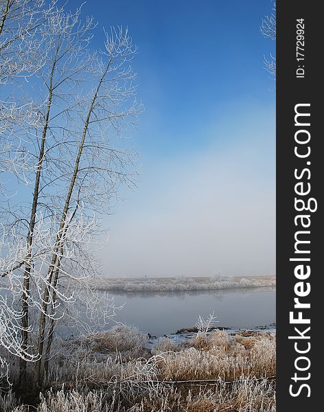 Frostbit Tree In Winter Morning