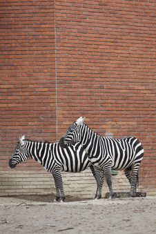 Couple Of Plains Zebras Stock Photo Couple Of Plains Zebras Stock Photo