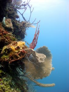 Colourful Coral Reef Scene Royalty Free Stock Photo Colourful Coral Reef Scene Royalty Free Stock Photo