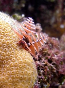 Christmas Tree Tube Worms Stock Photography Christmas Tree Tube Worms Stock Photography