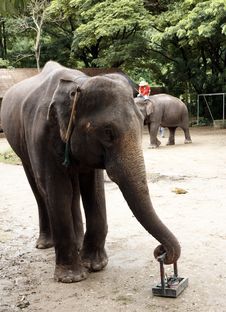 Big Elephant Stock Image Big Elephant Stock Image