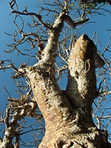 Branches Of Baobab Tree Royalty Free Stock Photos Branches Of Baobab Tree Royalty Free Stock Photos