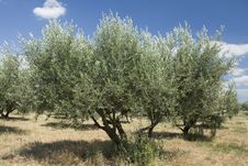 Olive Tree In A Grove Stock Photos Olive Tree In A Grove Stock Photos