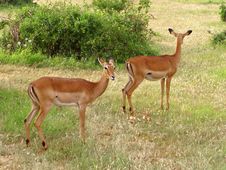 African Antelopes Royalty Free Stock Photos