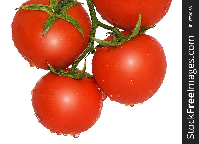 Four Tomatoes On A Branch