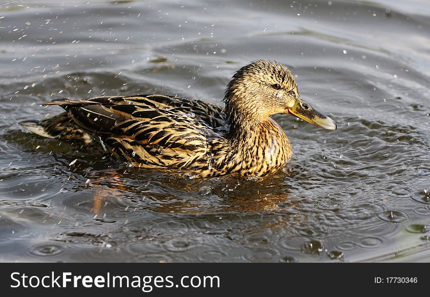Duck into the water in the rain. Duck into the water in the rain