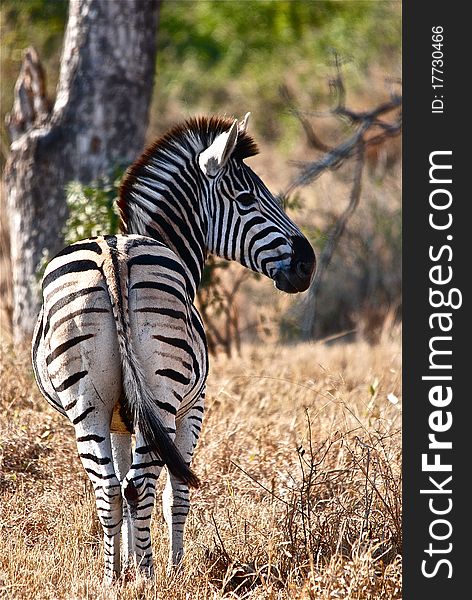 Walking through the African bush you can see a zebra with his flock