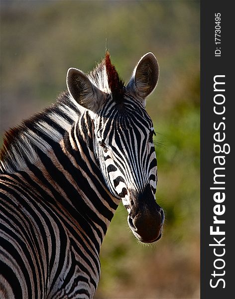 A zebra walking in the African savannah of the Kruger National Park. A zebra walking in the African savannah of the Kruger National Park