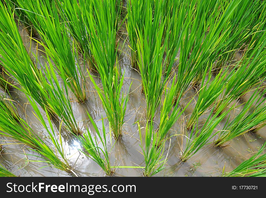 The Rice Sprout, in paddyfield in Thailand.