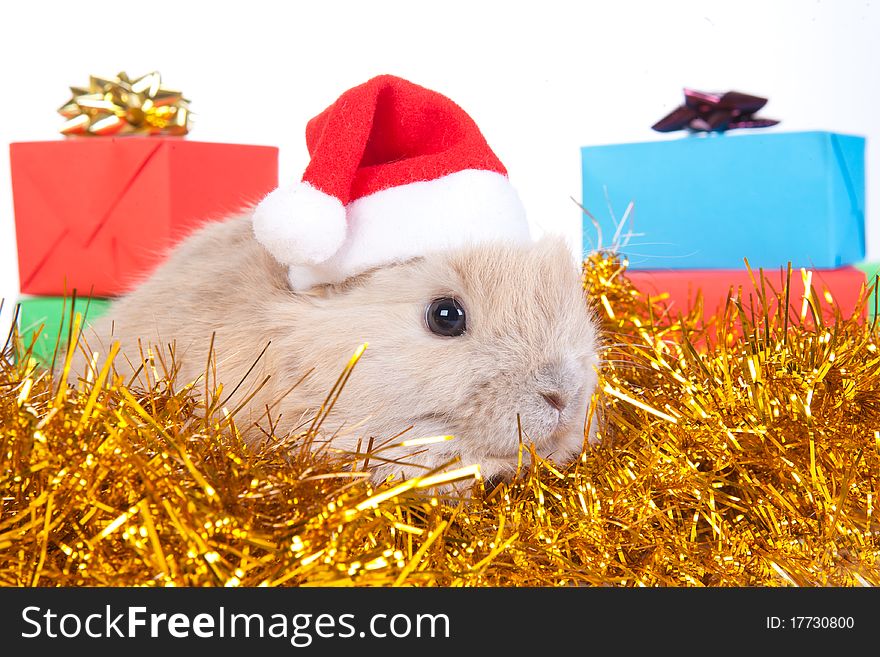 Brown Rabbit In Santa Hat And Christmas Decoration